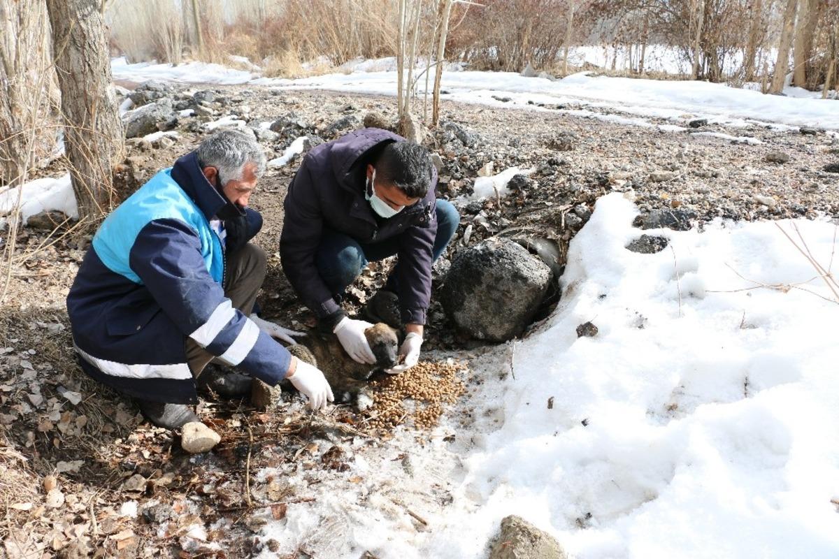Boru i&ccedil;erisinde sıkışan yavru k&ouml;pekler kurtarıldı