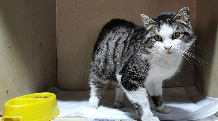 Odunpazarı kedilerde FİP hastalığına karşı uyardı