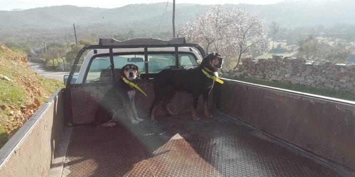 Milas’ta sürek avı düzenlendi G2