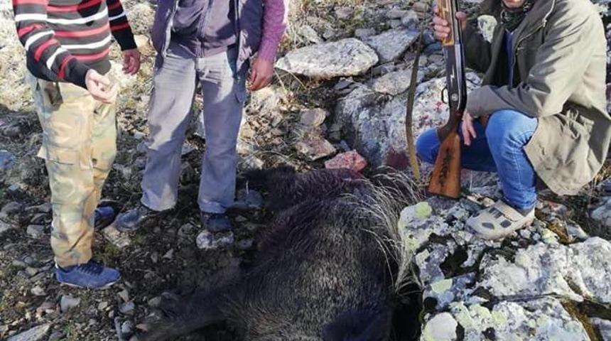 Tarım arazilerine zarar domuzlar öldürüldü