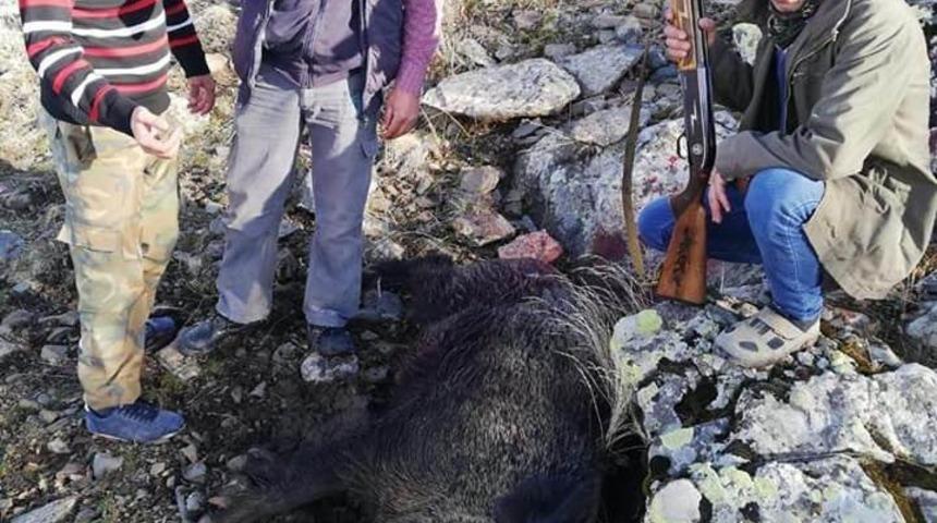 Tarım arazilerine zarar veren domuzlar öldürüldü