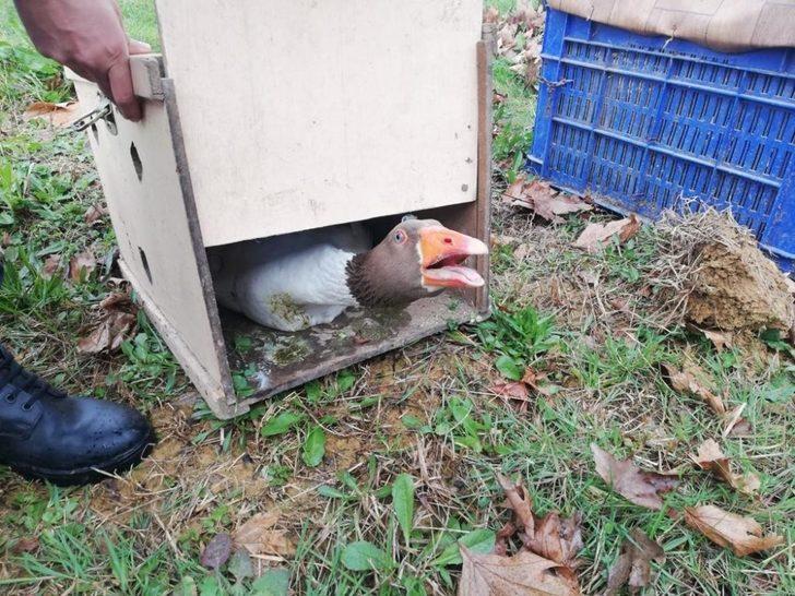 Jandarma’dan ‘Kaz dövüşü’ operasyonu G1