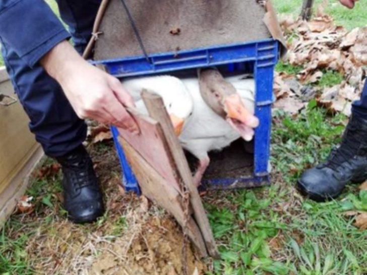 Jandarma’dan ‘Kaz dövüşü’ operasyonu G2