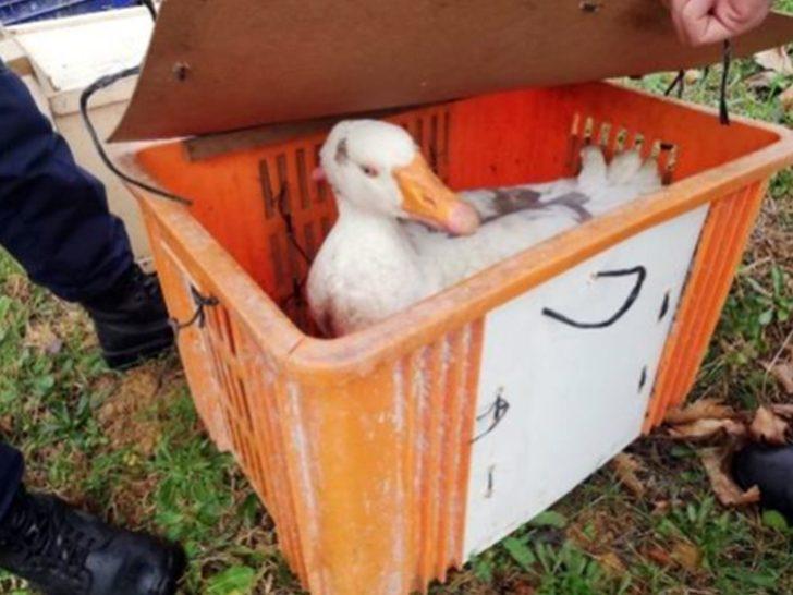 Jandarma’dan ‘Kaz dövüşü’ operasyonu G3