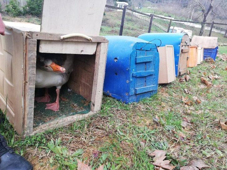 Jandarma’dan ‘Kaz dövüşü’ operasyonu G4