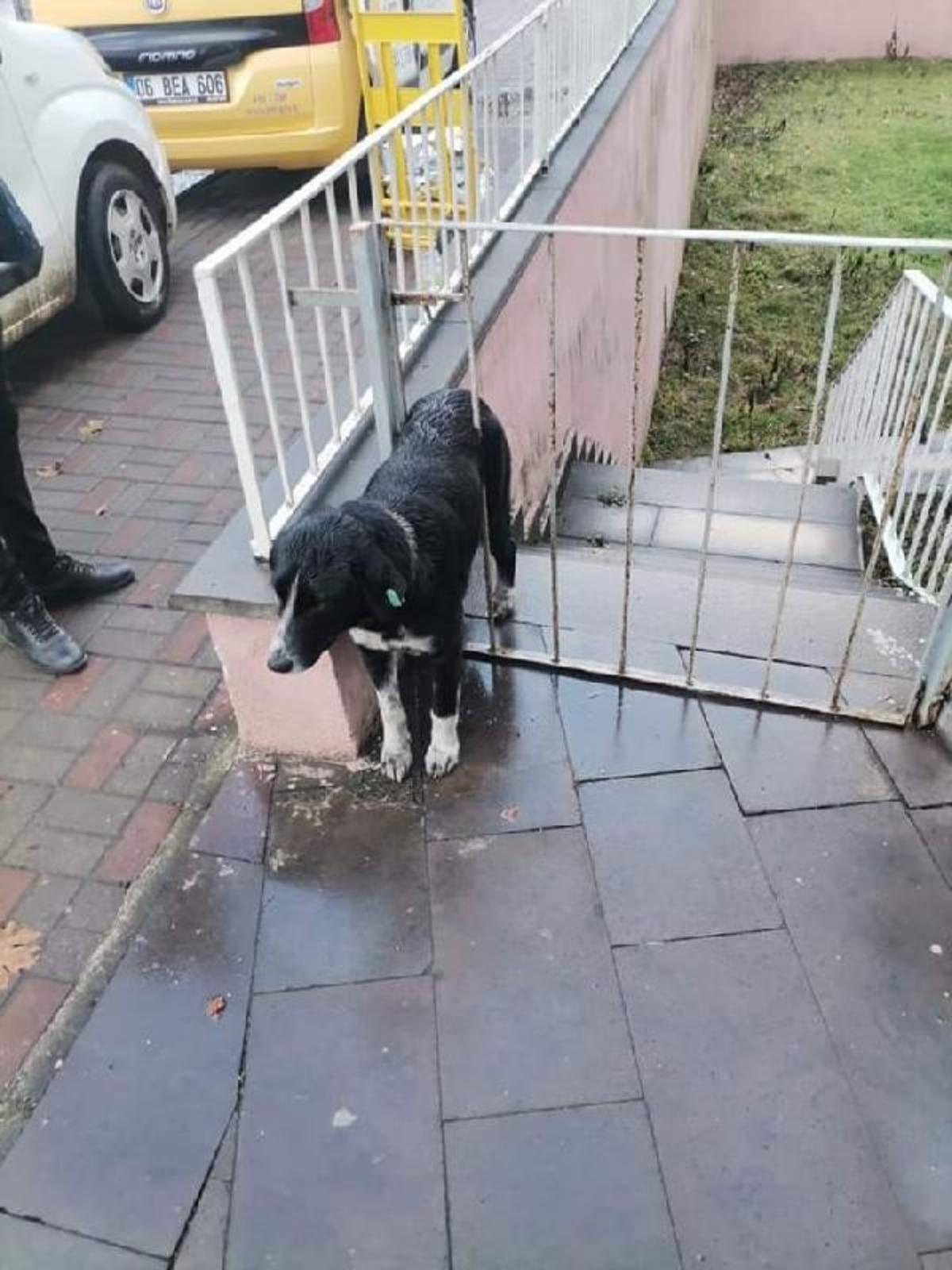 Demir parmaklıklı kapıya sıkışan k&ouml;peği ekipleri kurtardı