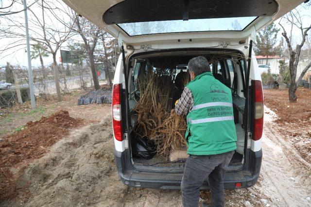 Şanlıurfa’da nar fidanı dağıtımı başladı