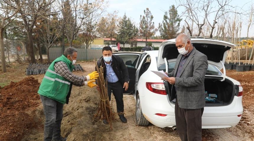 Şanlıurfa’da nar fidanı dağıtımı başladı