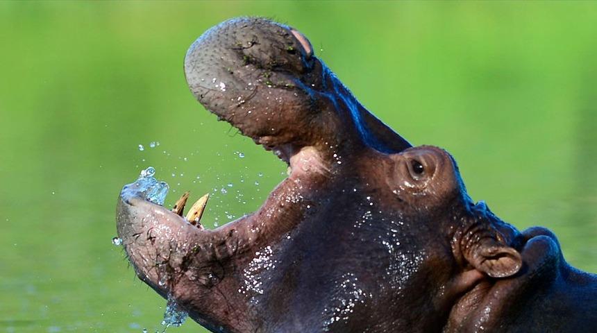 Pablo Escobar: Bilim insanları Kolombiya'daki 'kokain su aygırlarını' neden öldürmek istiyor?