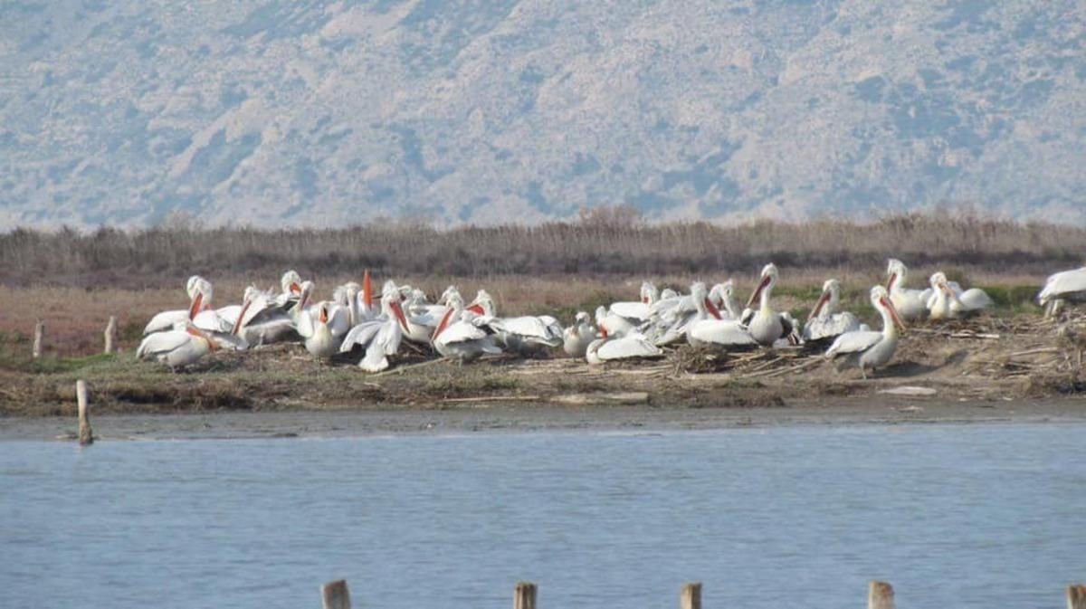 Tepeli pelikanlar i&ccedil;in yapay yuva platformları yapıldı
