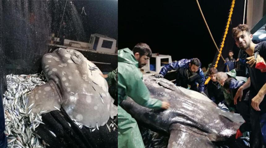 Akdeniz’de nadir görülen ‘ay balığı’ Adana’da ağlara takıldı