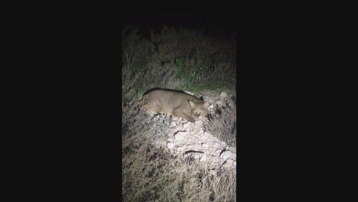 Nesli tükenmekte olan saz kedisi Milli Park’ta ilk kez görüntülendi G4