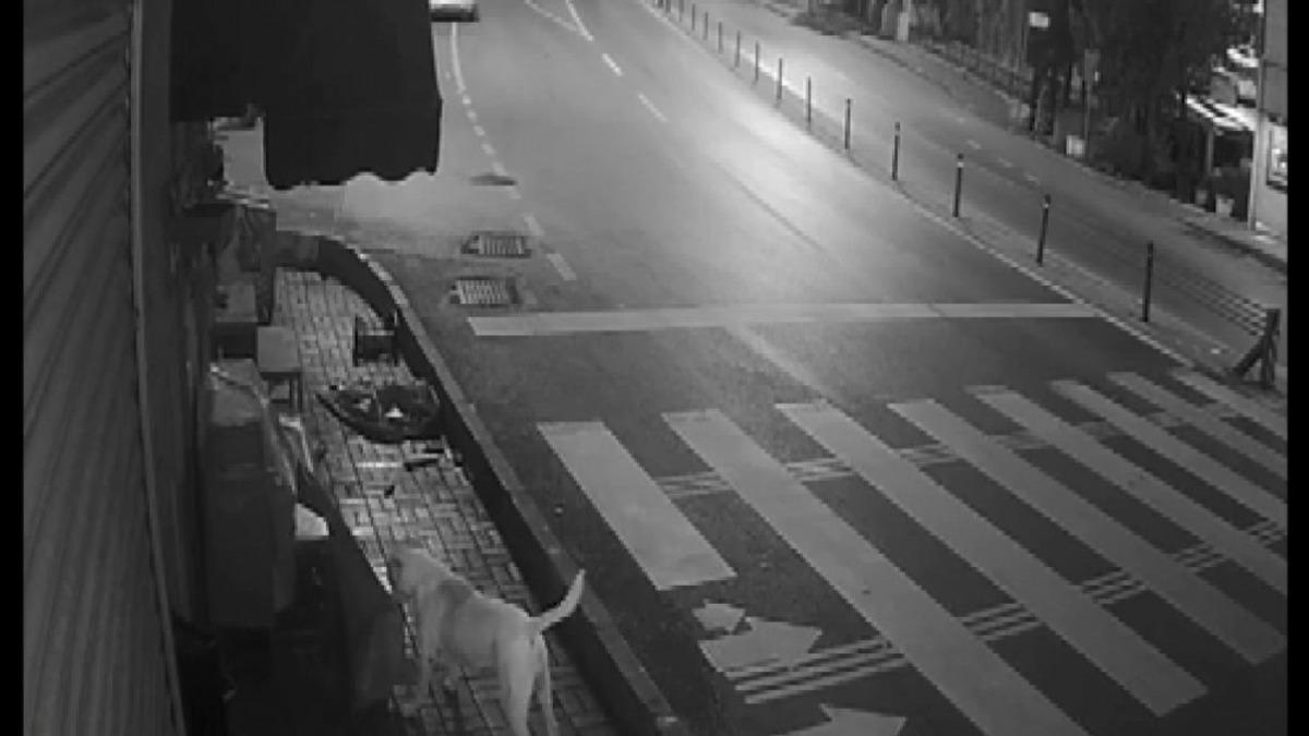 (&Ouml;zel) Sokak k&ouml;peklerinin &rsquo;kedi savaşı&rsquo; vatandaşı isyan ettirdi