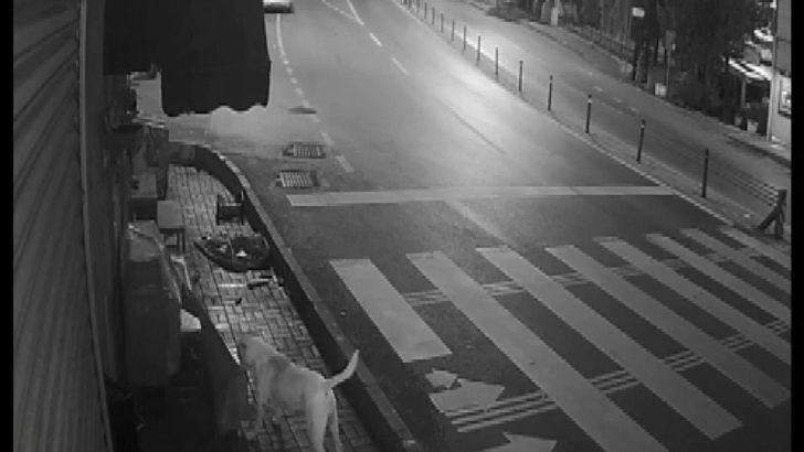 (Özel) Sokak köpeklerinin ’kedi savaşı’ vatandaşı isyan ettirdi G1