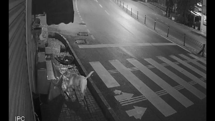 (Özel) Sokak köpeklerinin ’kedi savaşı’ vatandaşı isyan ettirdi G3