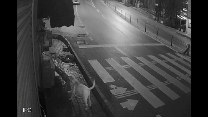 (Özel) Sokak köpeklerinin ’kedi savaşı’ vatandaşı isyan ettirdi G4