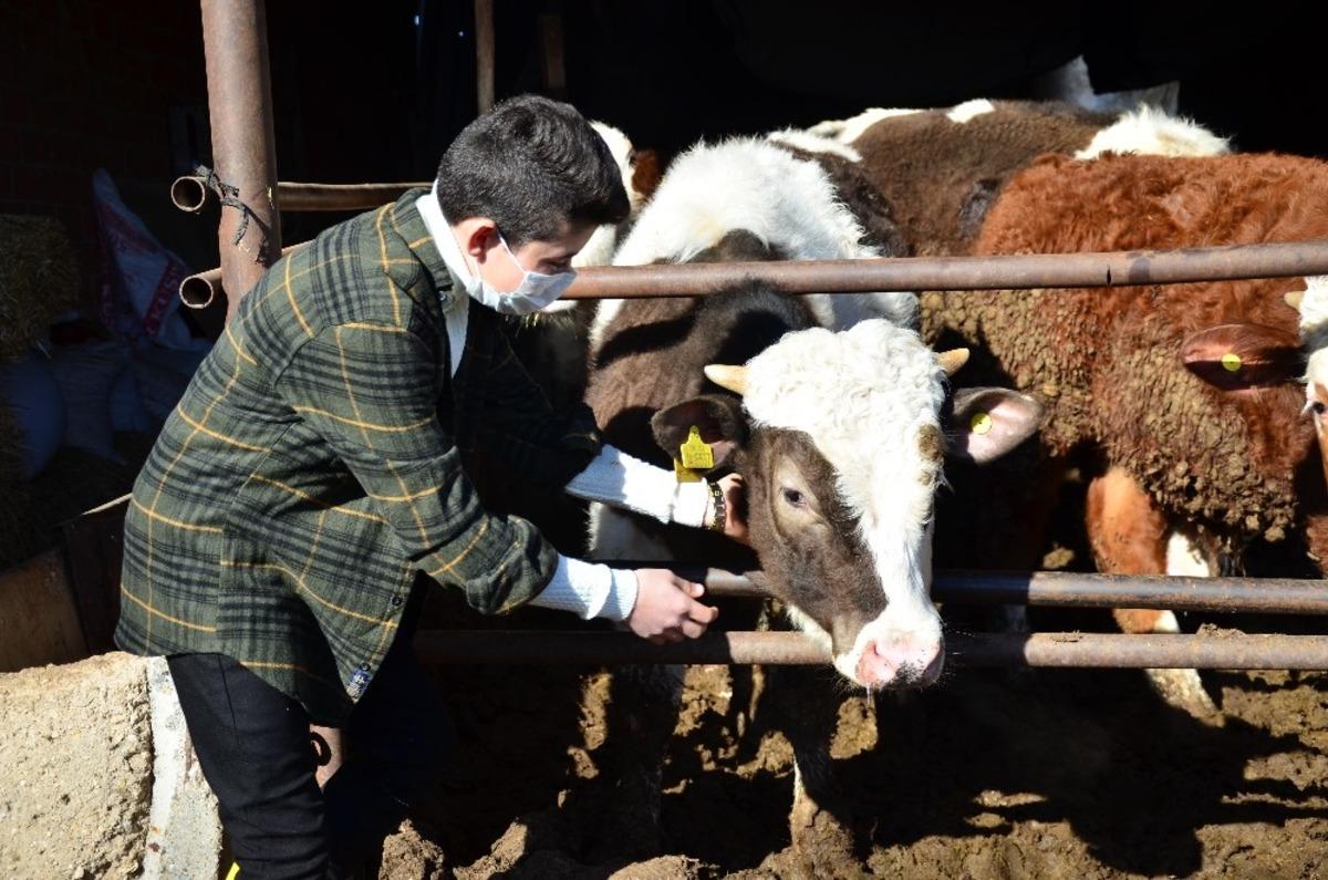 Dedesinin hediye ettiği civcivlerden 221 hayvanlık &ccedil;iftliğe ulaştı
