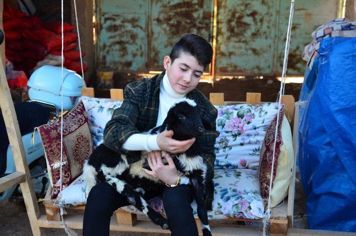 Dedesinin hediye ettiği civcivlerden 221 hayvanlık çiftliğe ulaştı G2