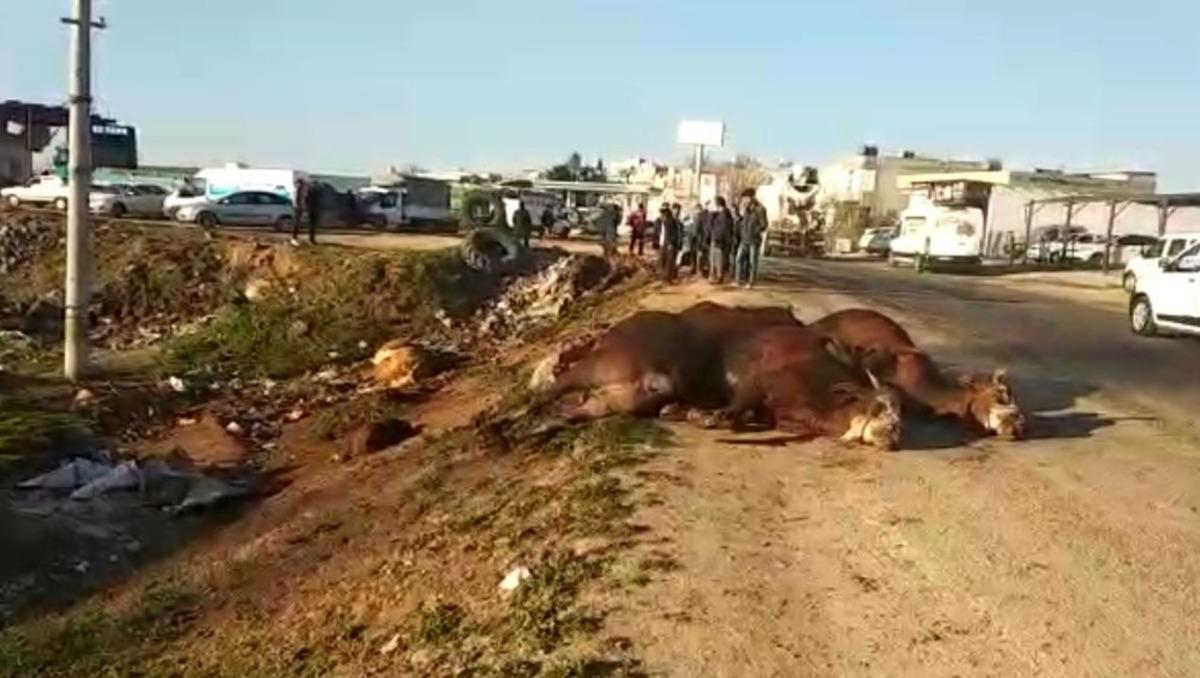 Şanlıurfa&rsquo;da tır şarampole devrildi, hayvanlar telef oldu