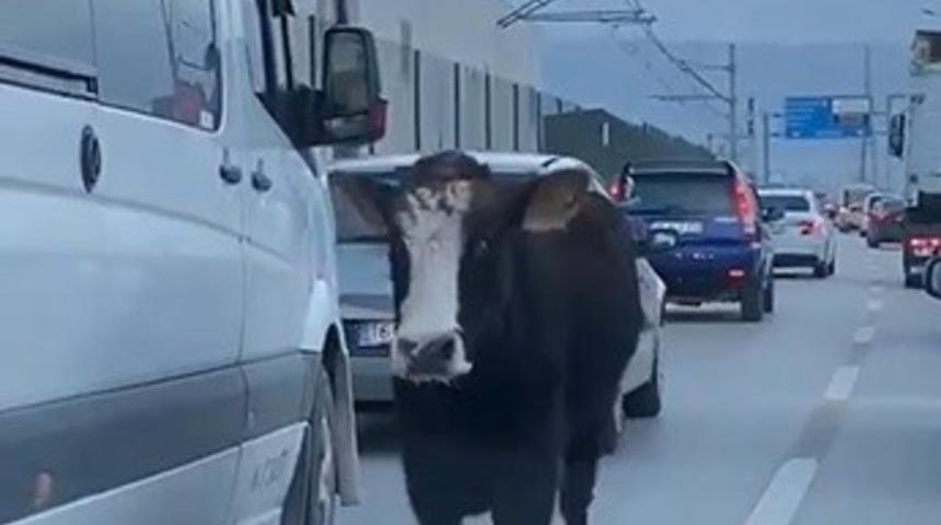 (Özel) Bursa trafiğinde dana şoku...