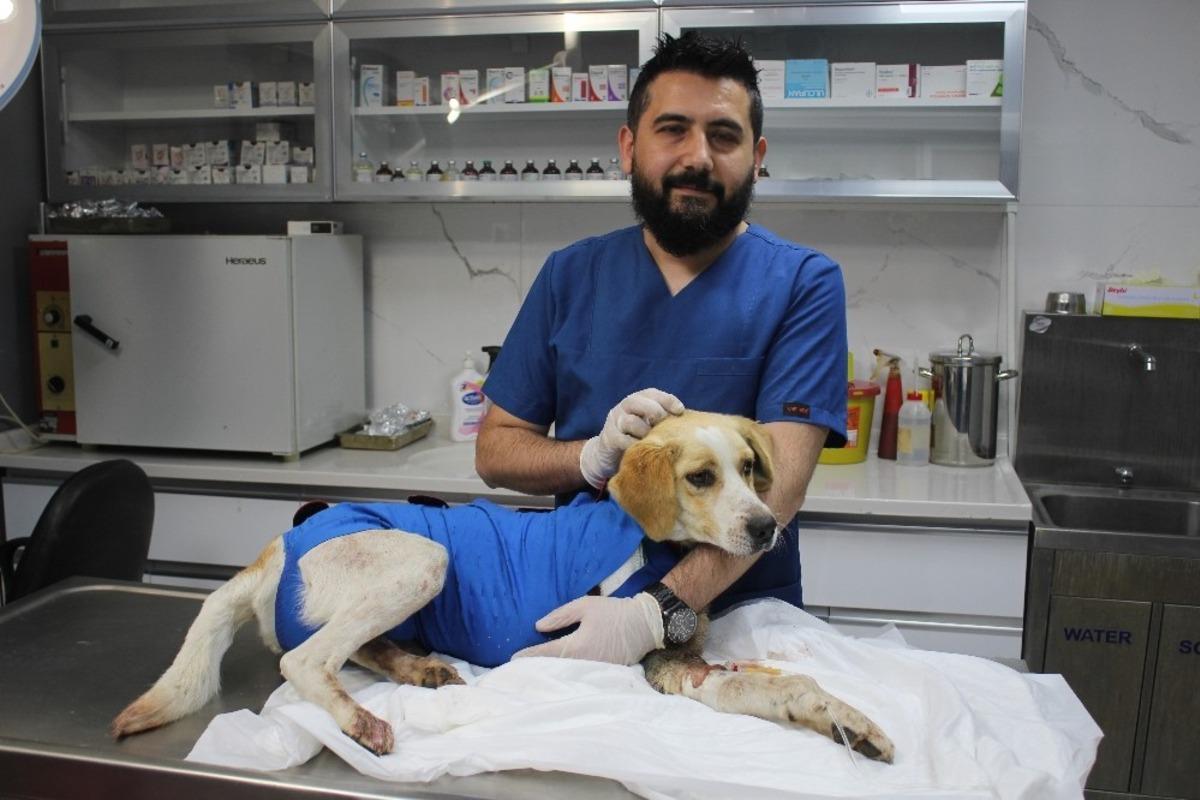 Dakikalarla yarıştılar yaralı k&ouml;peği hayatta tuttular