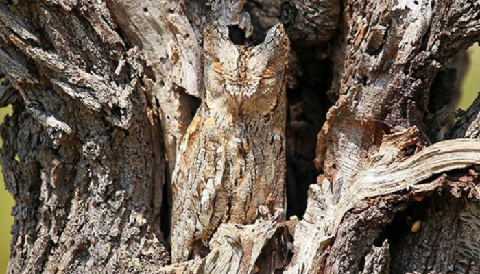 Fotoğraftaki hayvanı ilk bakışta kimse göremiyor