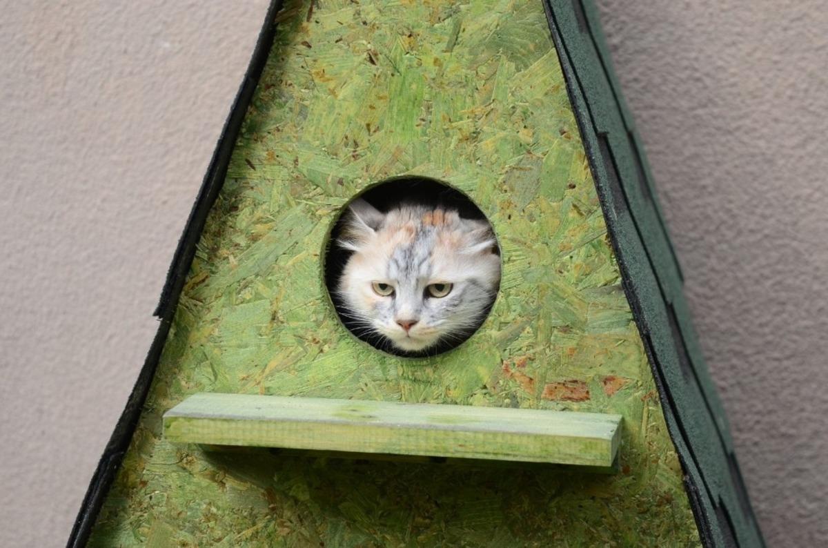 Yeni kedi yuvaları yerlerini aldı