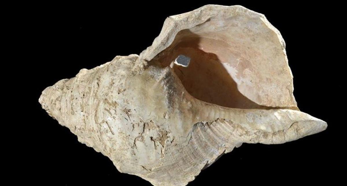 Fransa&rsquo;da 17 bin yıllık m&uuml;zik aleti olan deniz kabuğu yeniden ses verdi