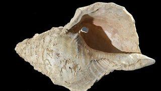 Fransa’da 17 bin yıllık müzik aleti olan deniz kabuğu yeniden ses verdi