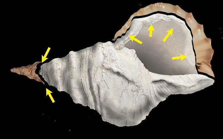 Fransa’da 17 bin yıllık müzik aleti olan deniz kabuğu yeniden ses verdi G2