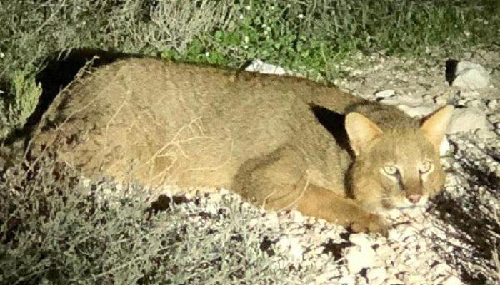 Nesli tükenme tehlikesi altında! 'Saz Kedisi' Aydın'da görüldü