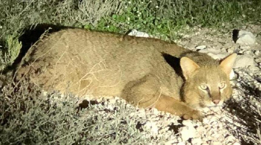 Nesli tükenme tehlikesi altında! 'Saz Kedisi' Aydın'da görüldü
