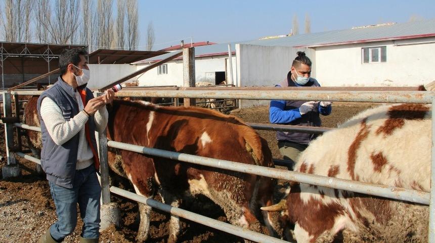 Iğdır&rsquo;da ilkbahar d&ouml;nemi şap aşılama kampanyası
