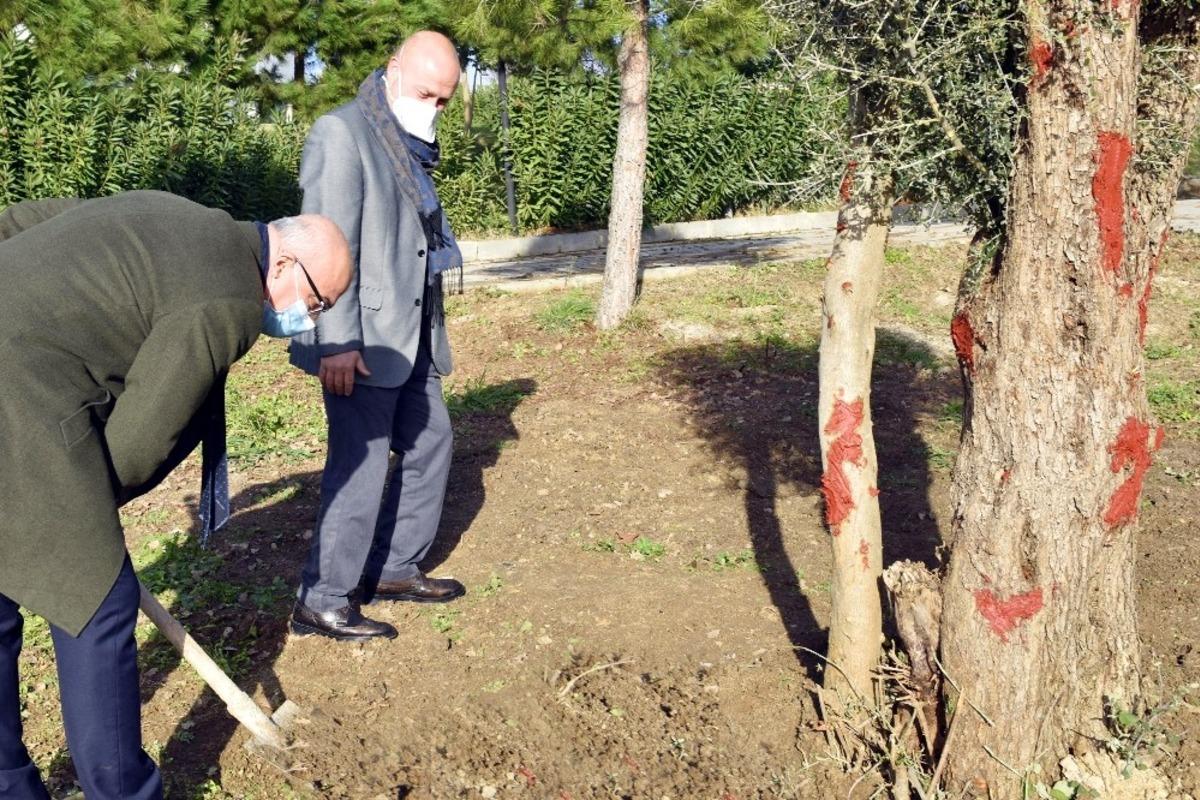 Manisa Celal Bayar &Uuml;niversitesi&rsquo;nde asırlık zeytin ağa&ccedil;ları toprakla buluştu
