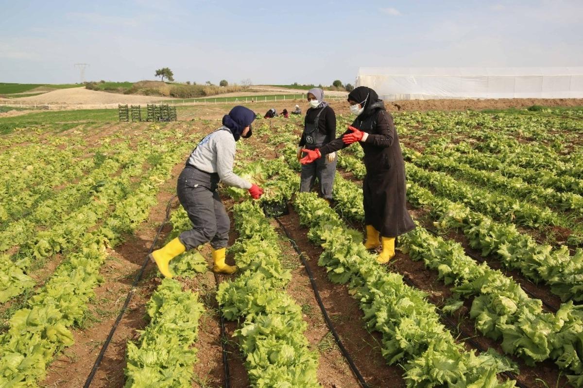 Kooperatif ile birleşen kadınlar tarlada &uuml;retim yapıyor