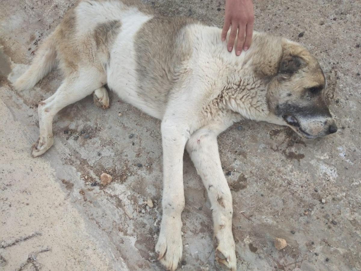 Siirt Belediyesi, aracın &ccedil;arptığı k&ouml;pek i&ccedil;in seferber oldu