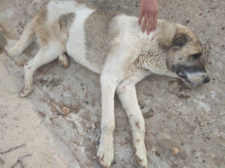 Siirt Belediyesi, aracın çarptığı köpek için seferber oldu G1