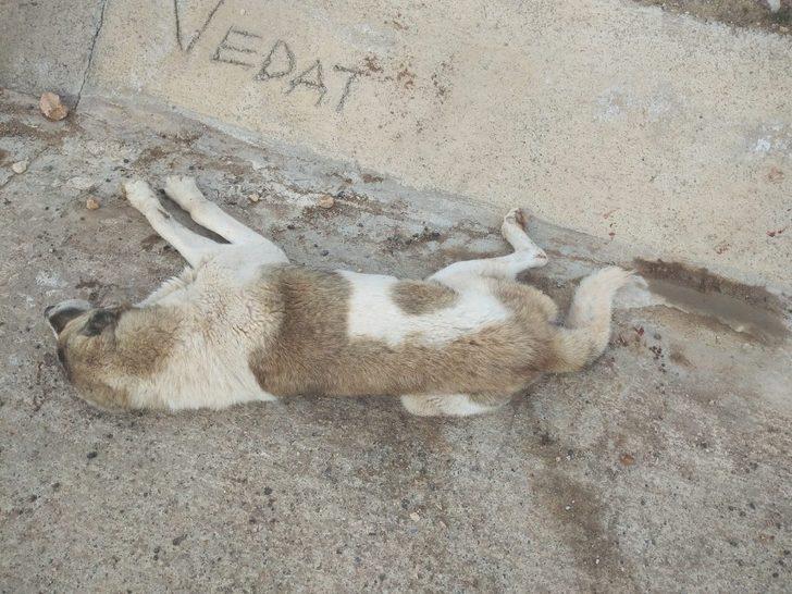 Siirt Belediyesi, aracın çarptığı köpek için seferber oldu G2