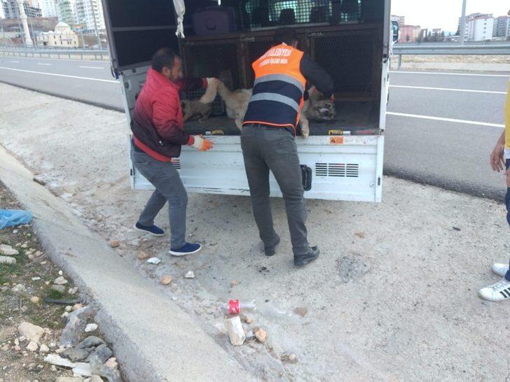 Siirt Belediyesi, aracın çarptığı köpek için seferber oldu G3