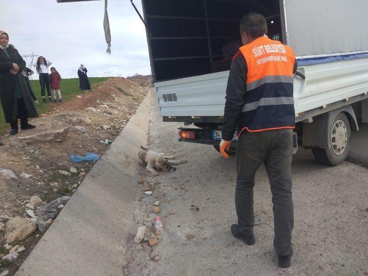 Siirt Belediyesi, aracın çarptığı köpek için seferber oldu G4
