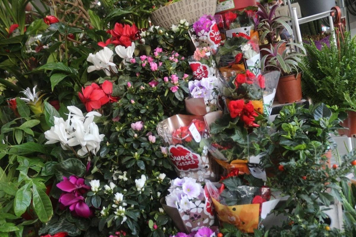 &Ccedil;i&ccedil;ek&ccedil;iler &lsquo;Sevgililer G&uuml;n&uuml;&rsquo; i&ccedil;in hazırlıklarını tamamladı