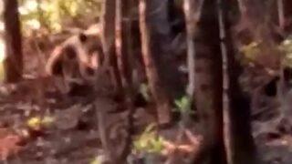 Rize'de ayağı çelik tele dolanan bozayı, kendisini kurtarmak isteyenlere büyük korku yaşattı