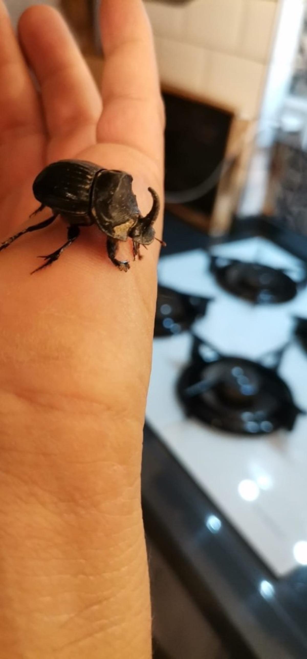 Gergedan b&ouml;ceği evinden &ccedil;ıktı