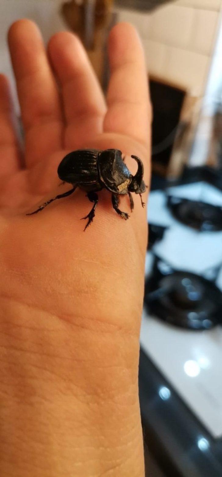 Gergedan böceği evinden çıktı G2