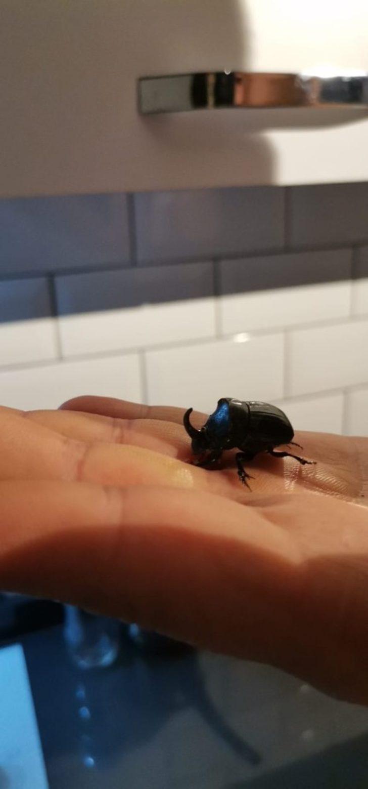 Gergedan böceği evinden çıktı G3