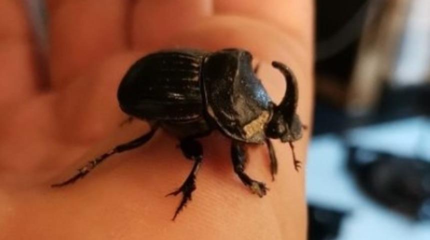 Dünyanın en güçlü böceği evinden çıktı! Karşısında görünce gözlerine inanamadı