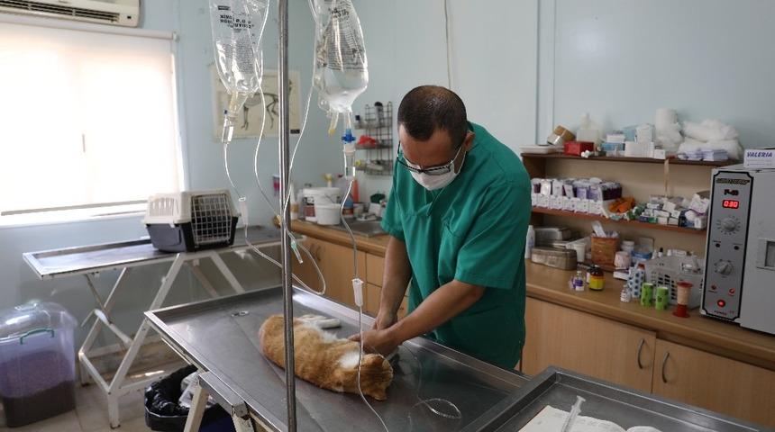 Marmaris&rsquo;in kedileri bakım altında