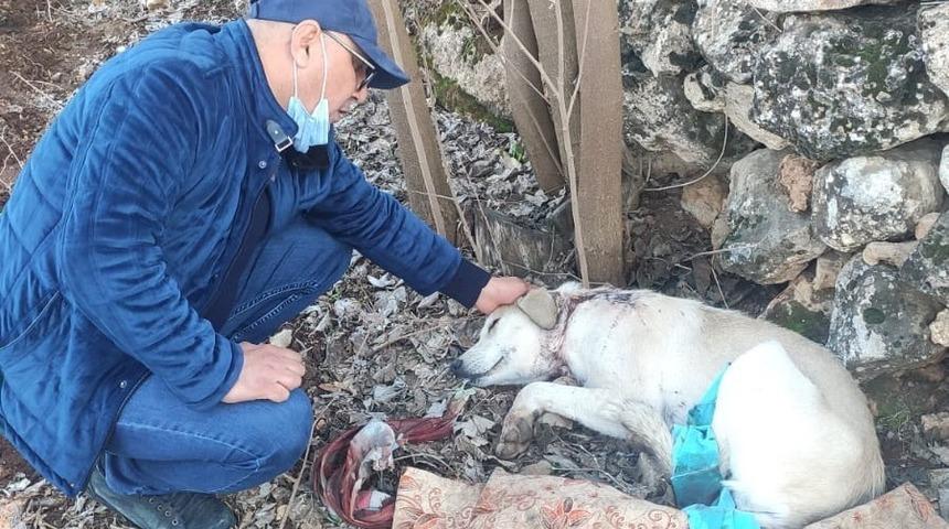 Köpeği boynundan vurup kaçtılar