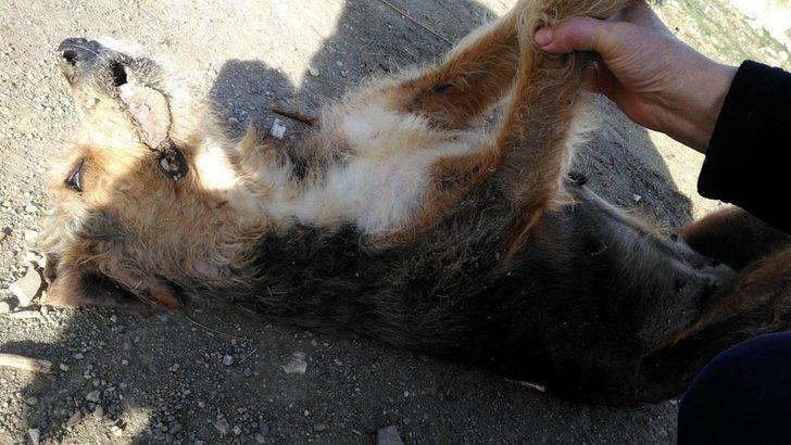 Mahalle ortasında iki köpek silahla vurularak öldürüldü G1