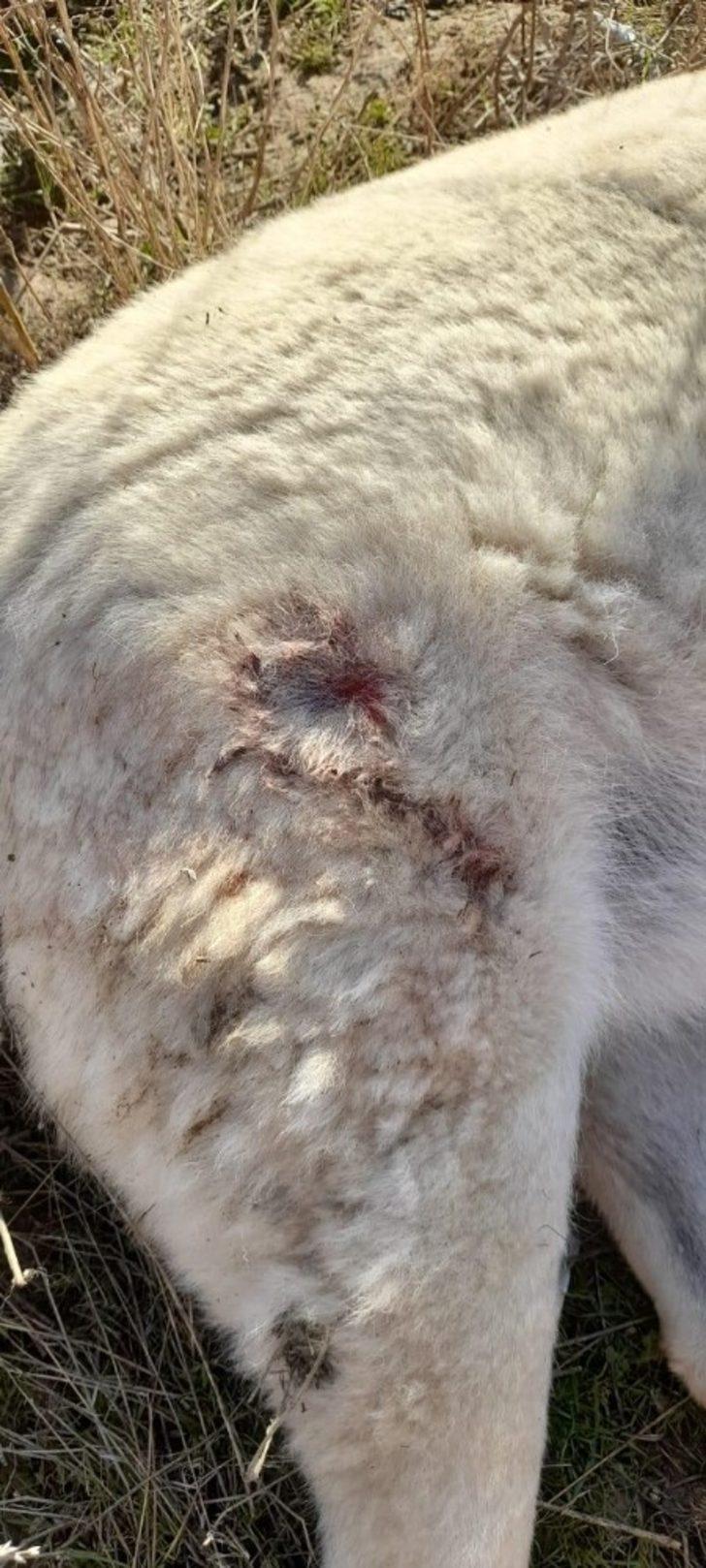 Mahalle ortasında iki köpek silahla vurularak öldürüldü G4